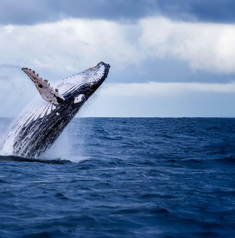Akureyri: Whale Watching Shore Excursions