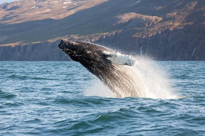A humpback whale breaching clear of the water beside a dark mountainside