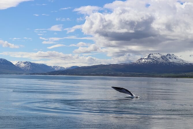 A humpback's back breaking calm water below a line of snowy mountains