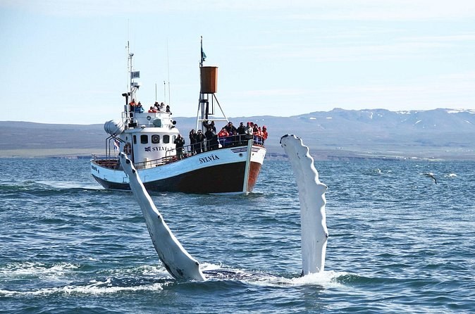 A wooden whale-watching boat, a humpback's white flipper raised beside it