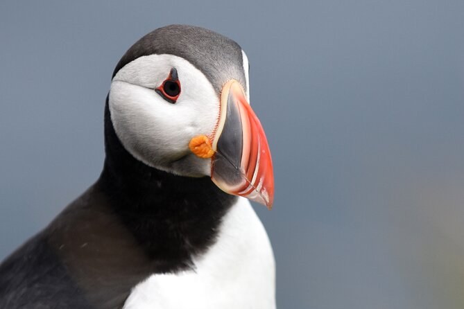 A puffin in close-up, its striped orange beak bright against grey water